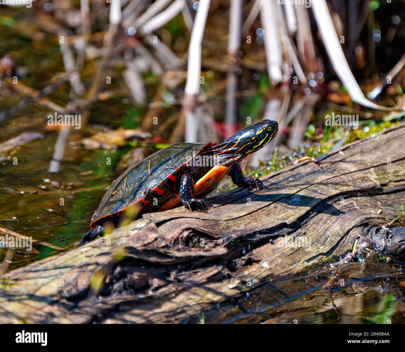 Painted Turtle closeup view resting on a log with moss and sunbathing