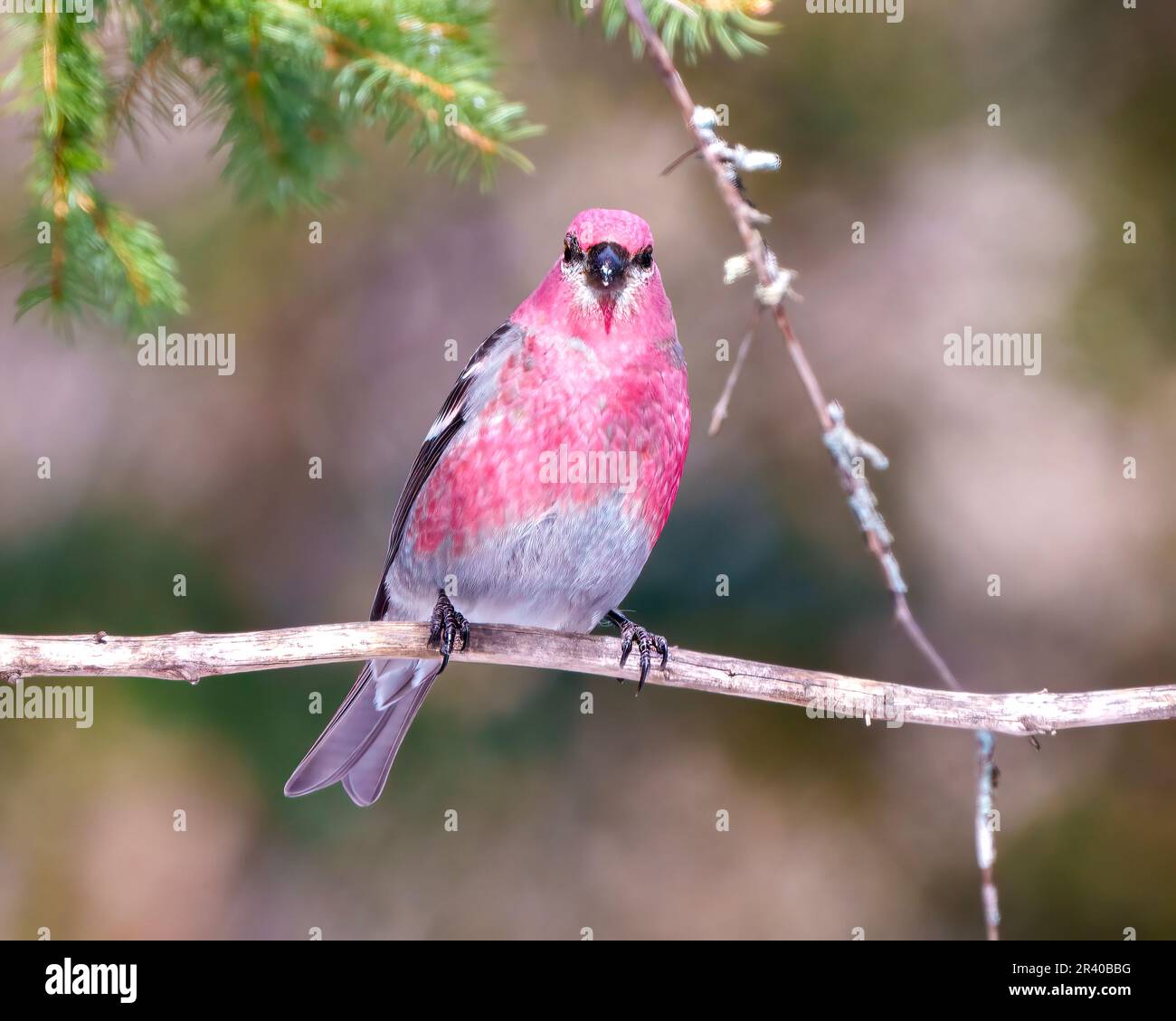 Grosbeak male front view perched on a branch with blur forest background in its environment and habitat surrounding and displaying red colour feather Stock Photo