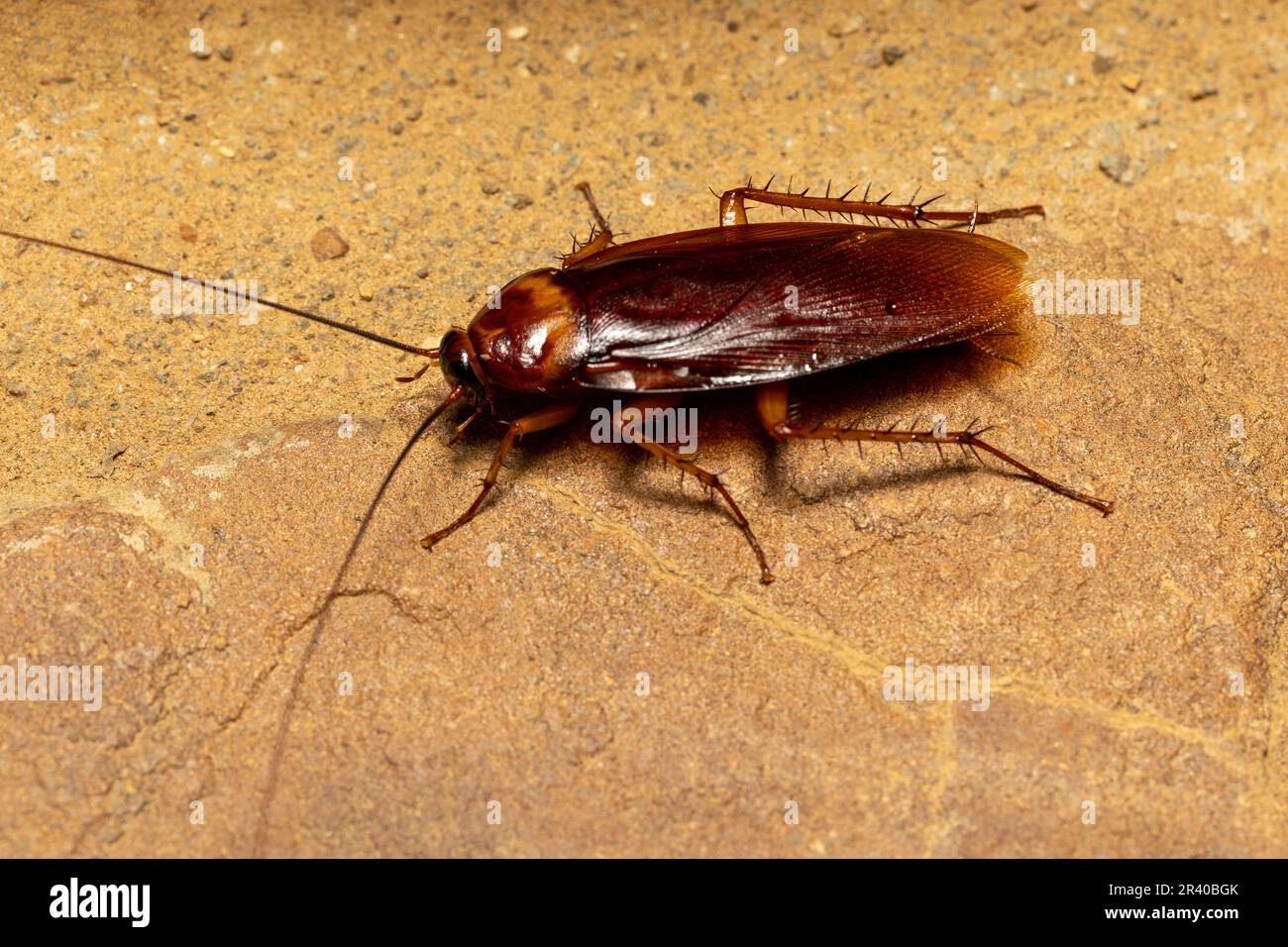 Brown cockroach (Periplaneta brunnea), Isalo National Park, Madagascar wildlife Stock Photo