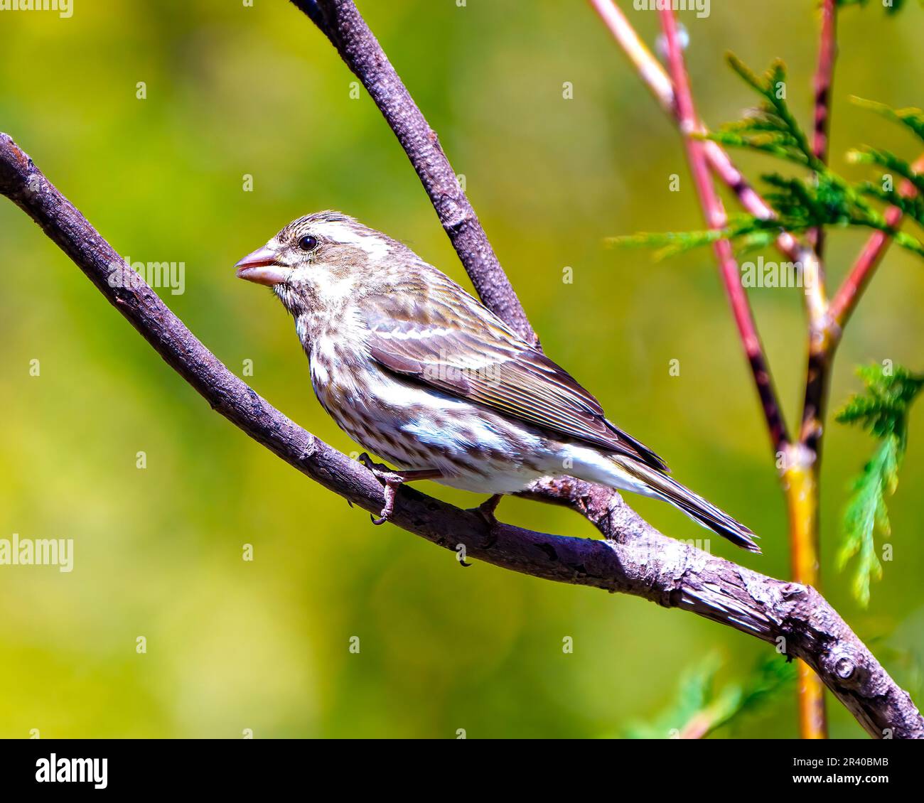 Finch female close-up profile side view, perched on a branch with a