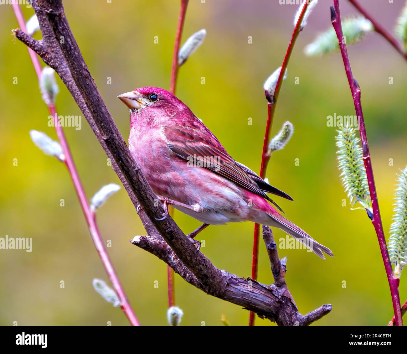 Purple Finch male close-up side view perched on a leaf bud branch in its environment and habitat with a colourful background in the springtime. Stock Photo