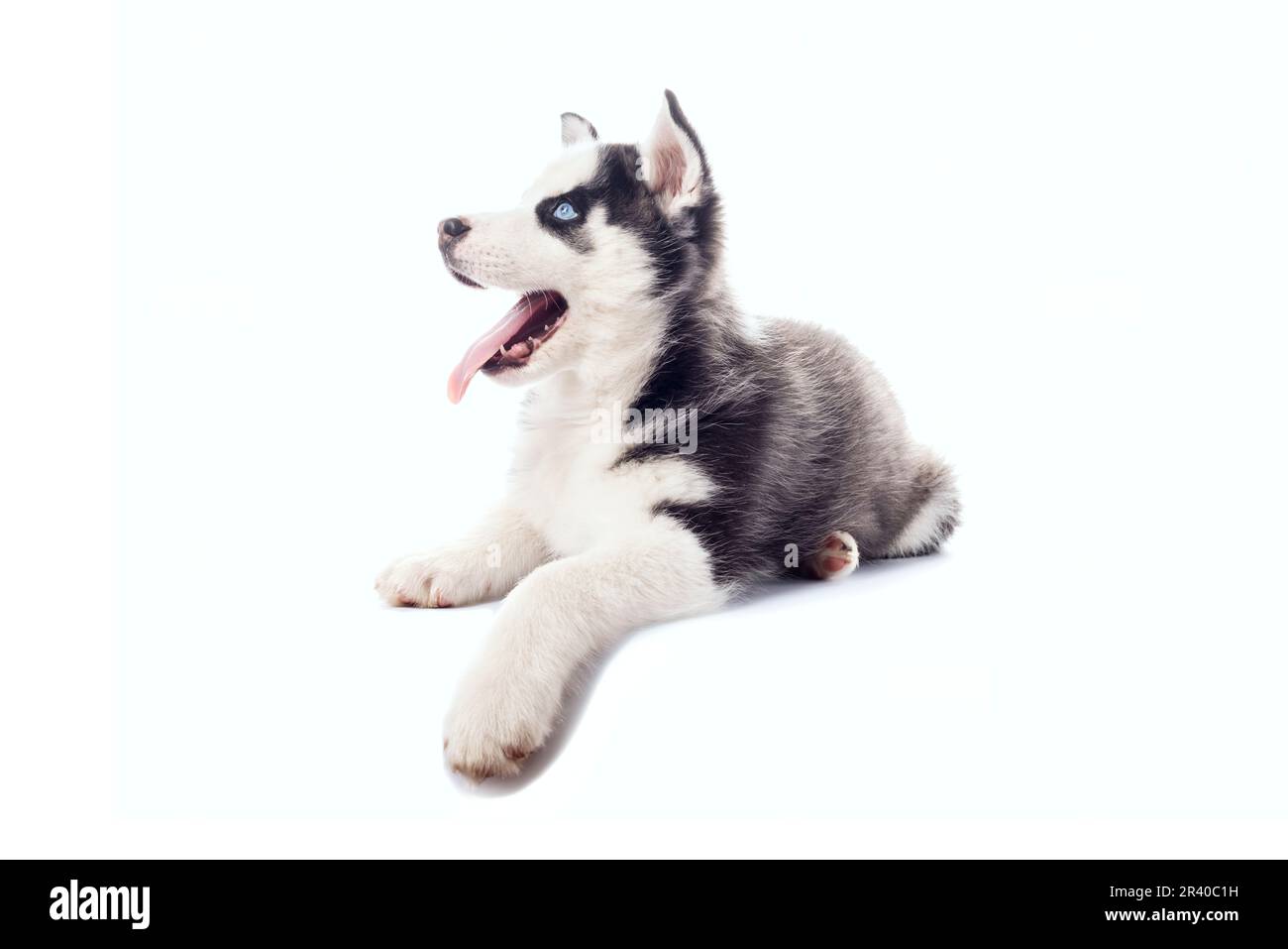 Cute playful little Serbian Husky puppy with blue eyes on isolated