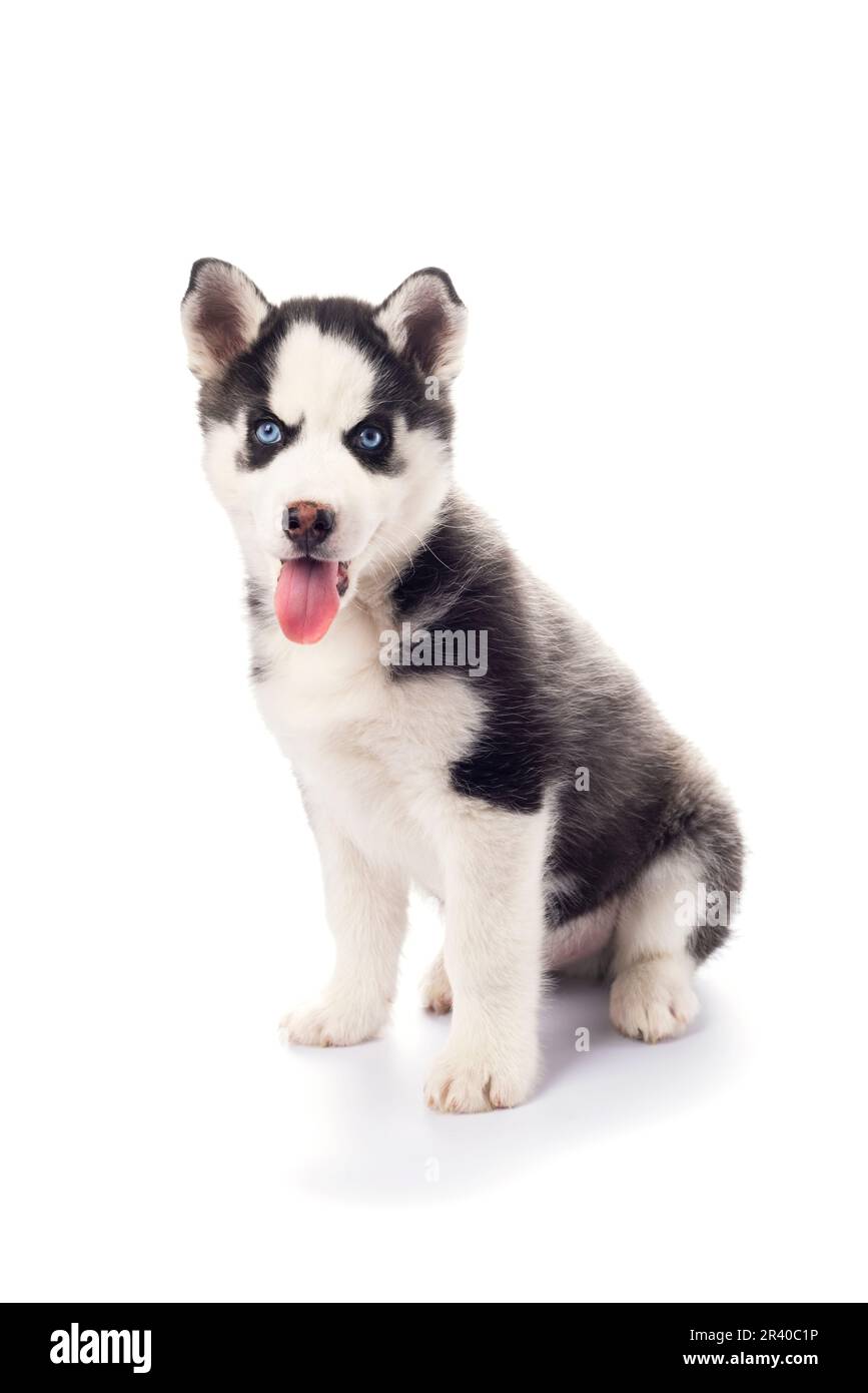 Cute playful little Serbian Husky puppy with blue eyes on isolated