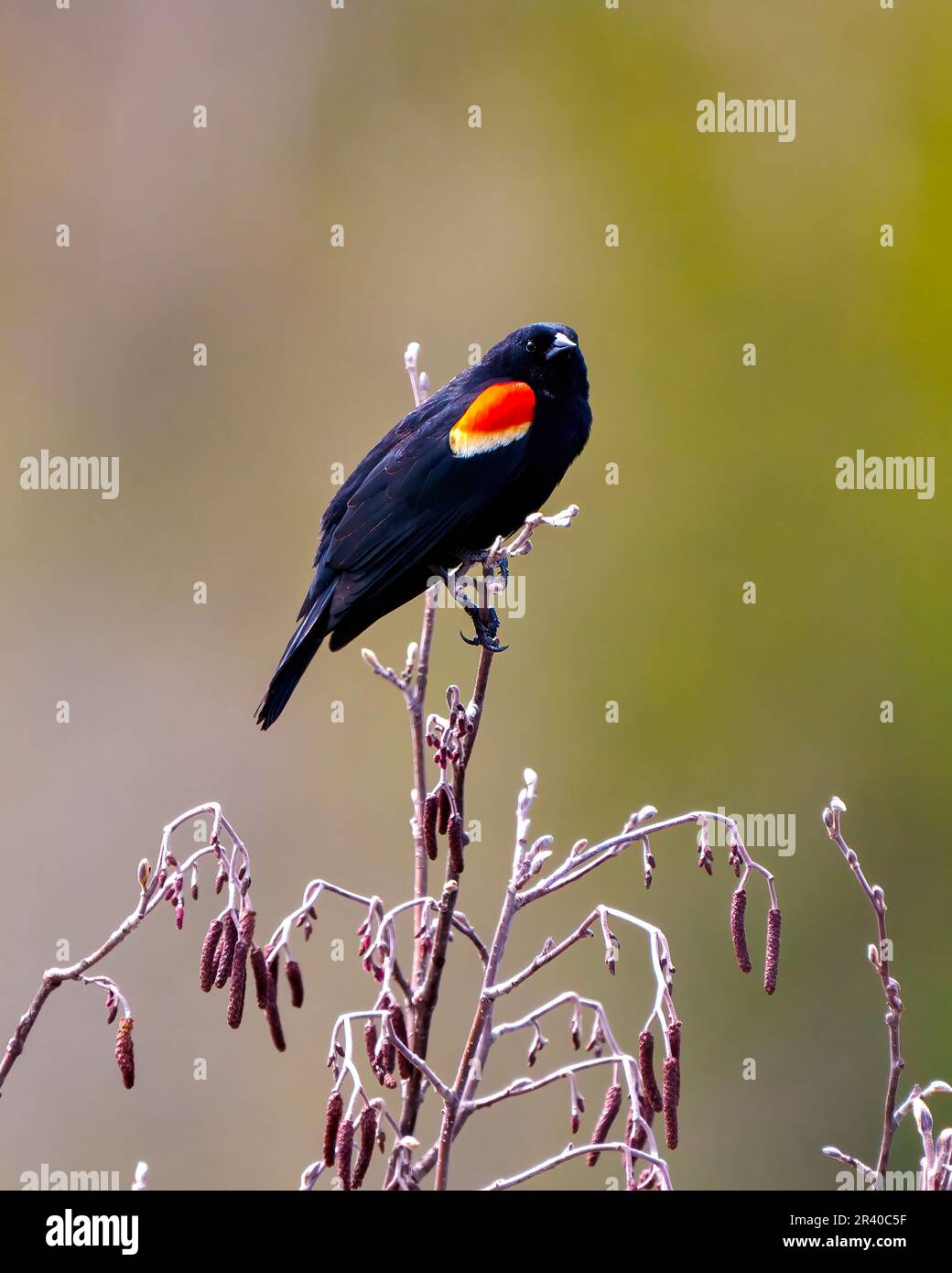 Red-Winged Blackbird close-up side view perched on bud leaf with a colourful background in its environment and habitat surrounding. Stock Photo