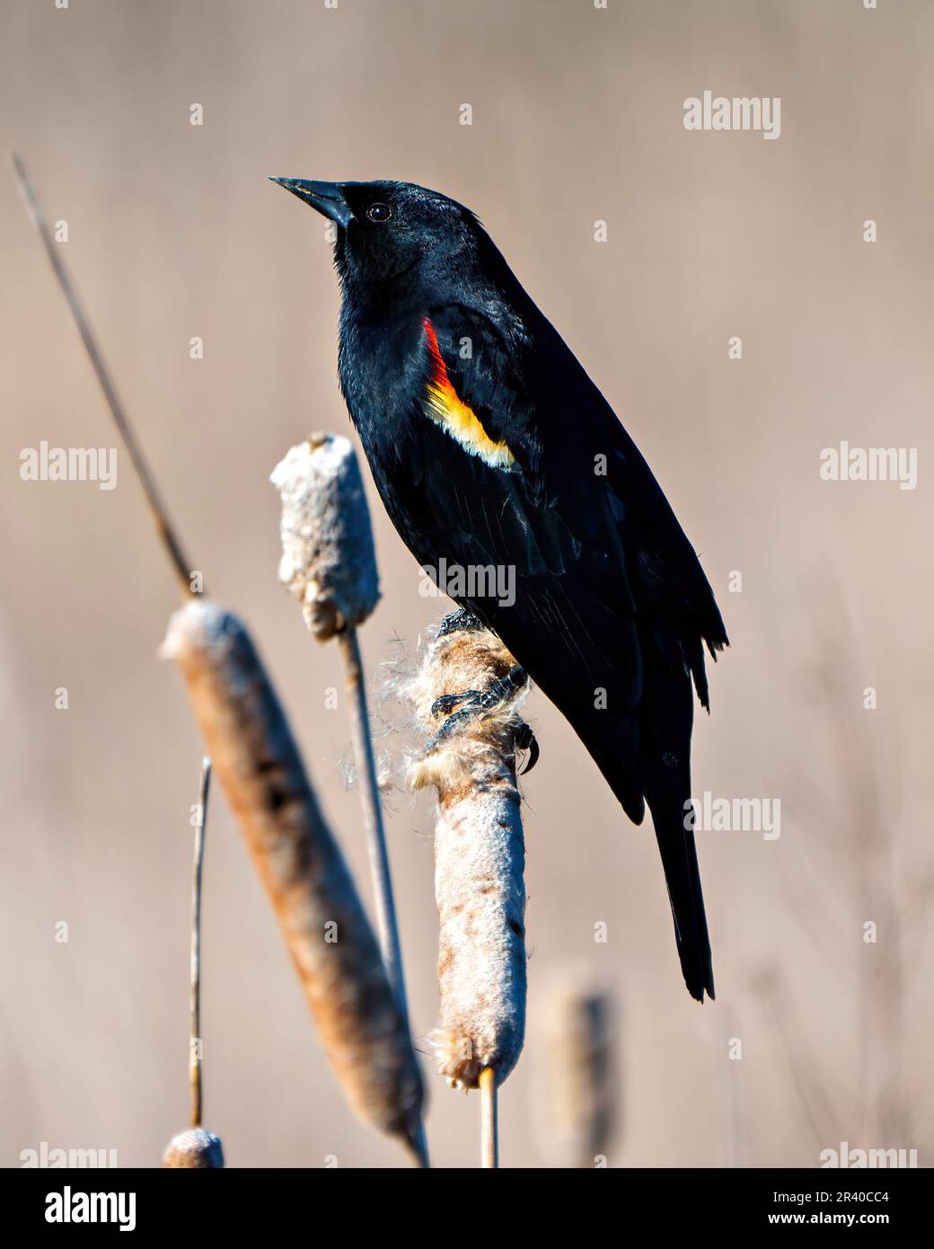 Red-Winged Blackbird close-up side view, perched on a cattail plant with brown background in its environment and habitat surrounding. Stock Photo
