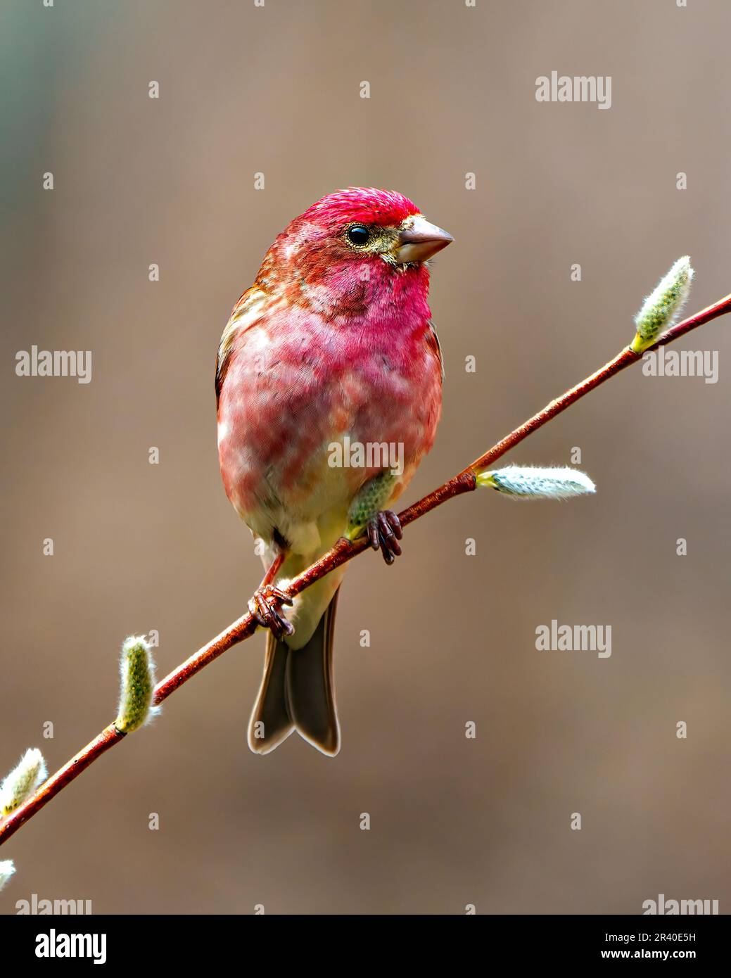 Purple Finch male close-up front view perched on a leaf bud branch with in its environment and habitat  displaying red feather plumage. Finch Picture. Stock Photo