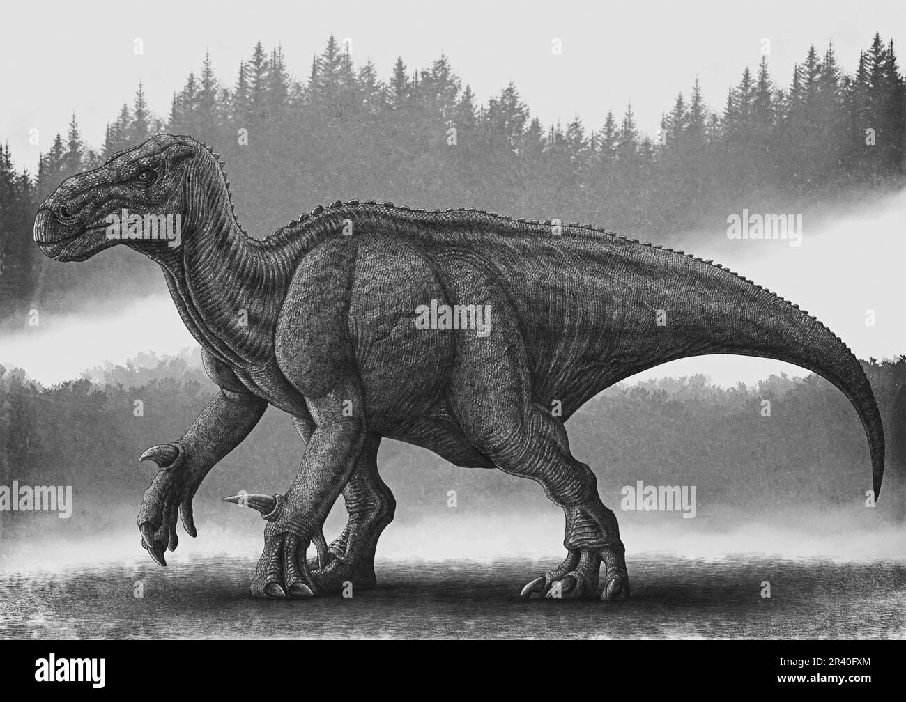 Black and white illustration of an Iguanodon quadruped walking. Stock Photo