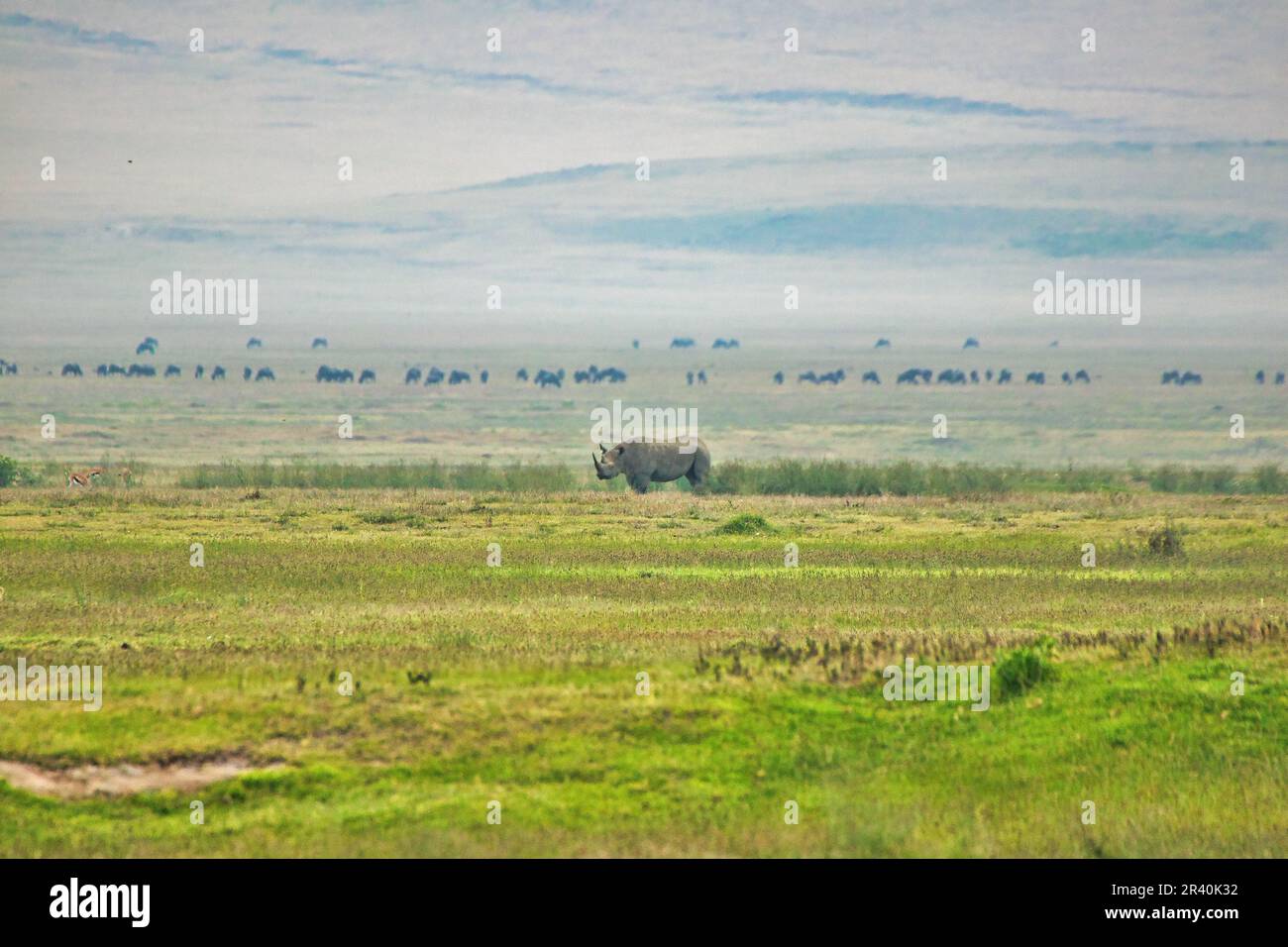 An exceptionally rare Black Rhino near the Magadi lake inside Ngorongoro crater, Tanzania Stock Photo