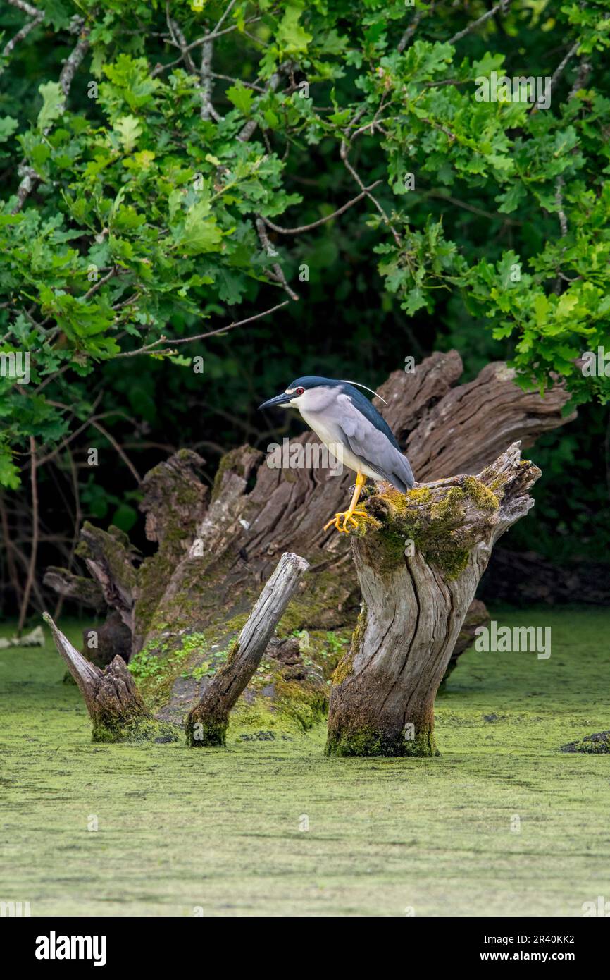 Black-crowned night heron / black-capped night heron (Nycticorax nycticorax) perched on tree trunk in pond in spring Stock Photo