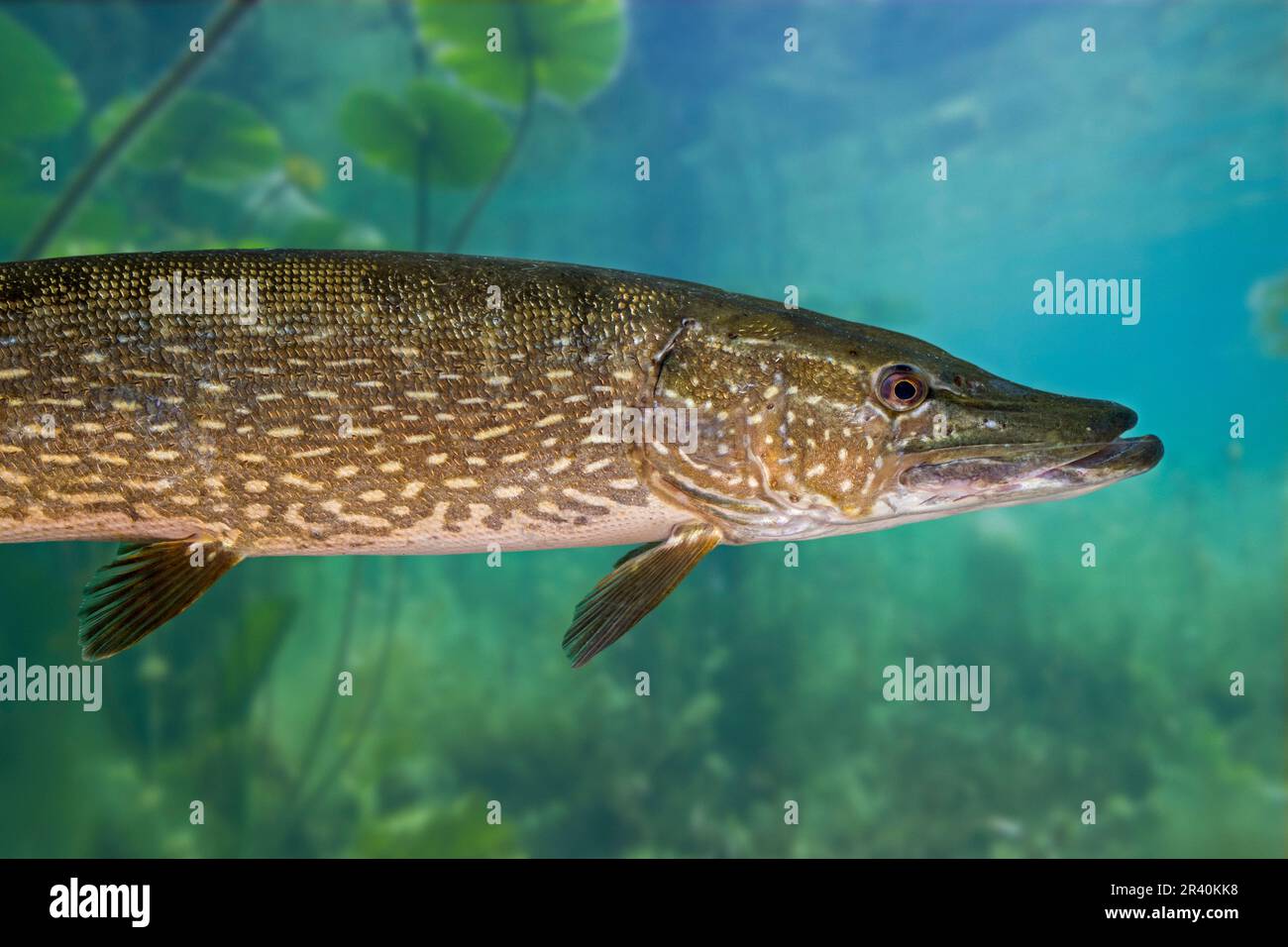 Northern pike (Esox lucius) carnivorous fish swimming and hunting underwater in freshwater lake Stock Photo