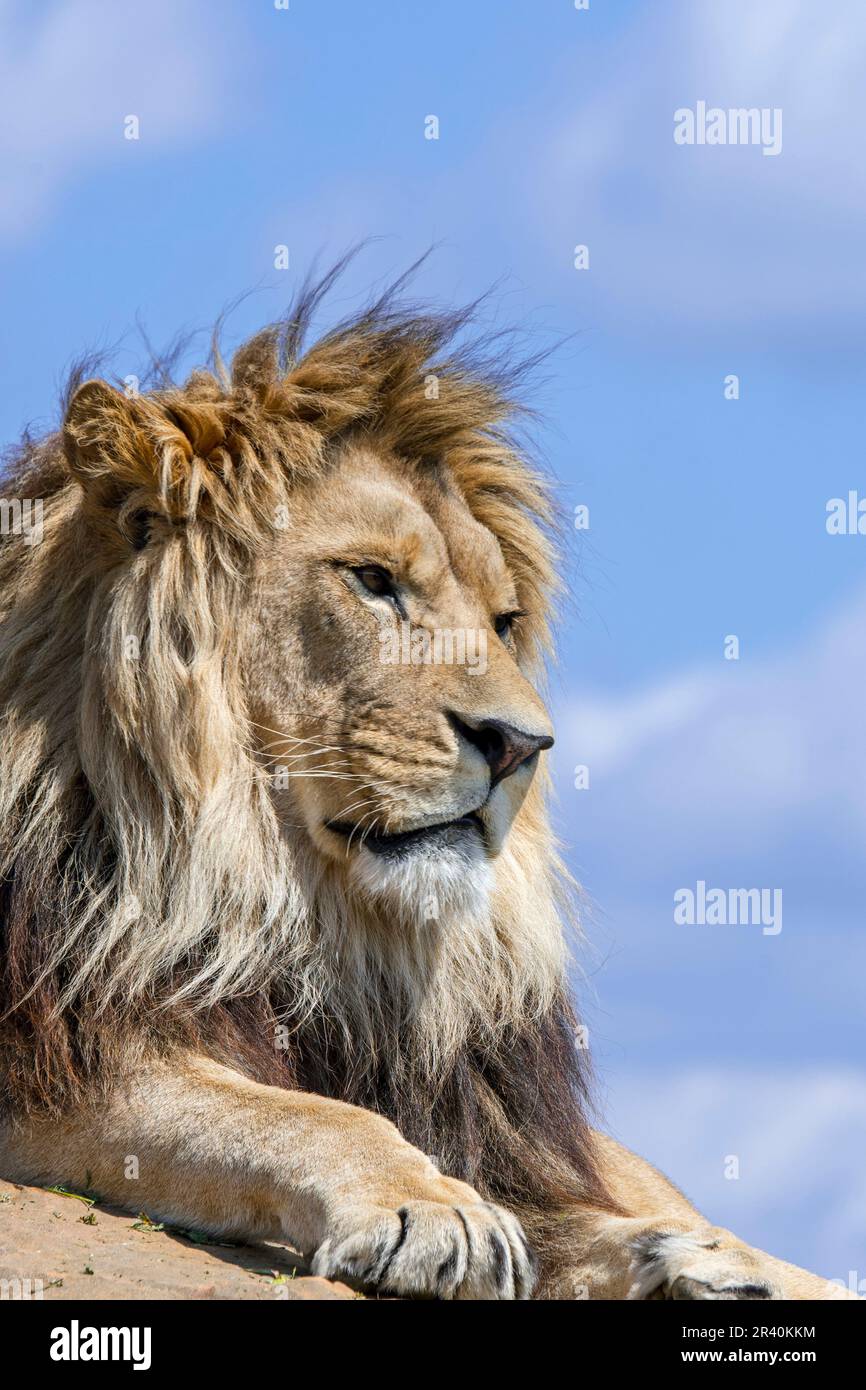 Male south african lion hi-res stock photography and images - Alamy