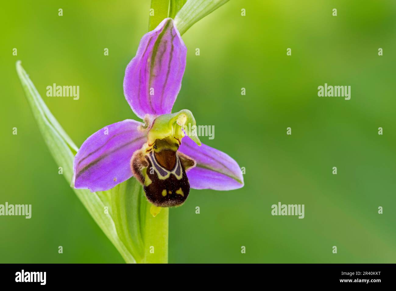 Bee orchid (Ophrys apifera / Orchis apifera) in flower in spring Stock Photo