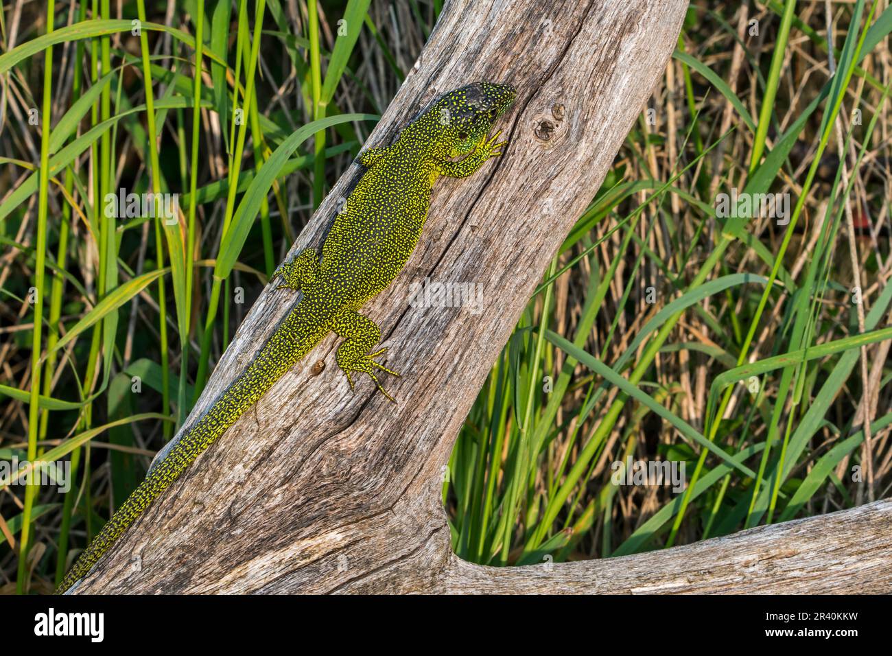 Western green lizard (Lacerta bilineata / Lacerta viridis) sunning on tree trunk Stock Photo