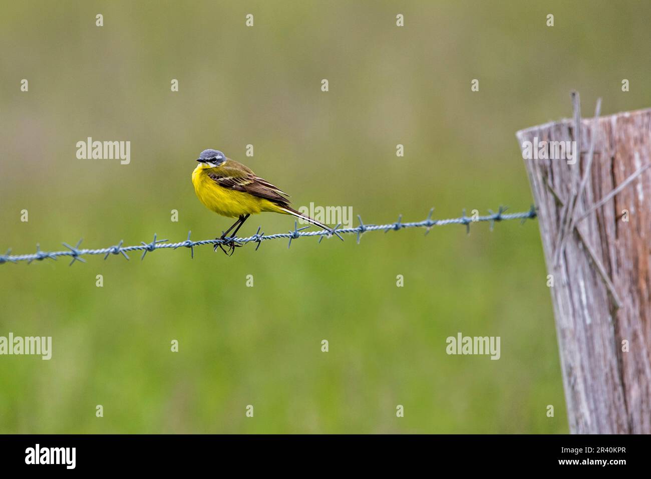 Western yellow wagtail / blue-headed wagtail (Motacilla flava flava) adult male in breeding plumage perched on barbed wire / barbwire along field Stock Photo