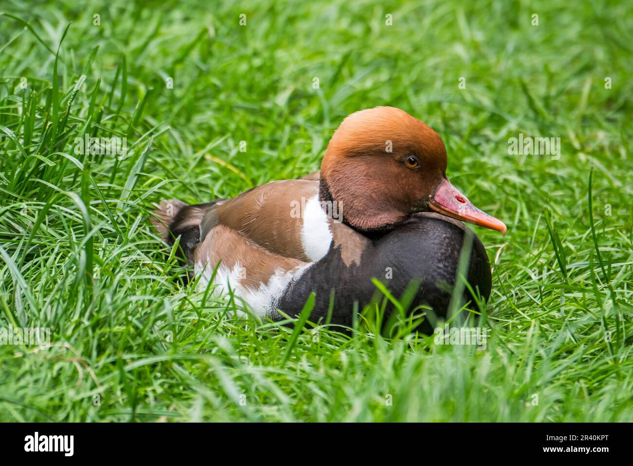 Red-crested pochard (Netta rufina), diving duck male resting on the shore in meadow Stock Photo
