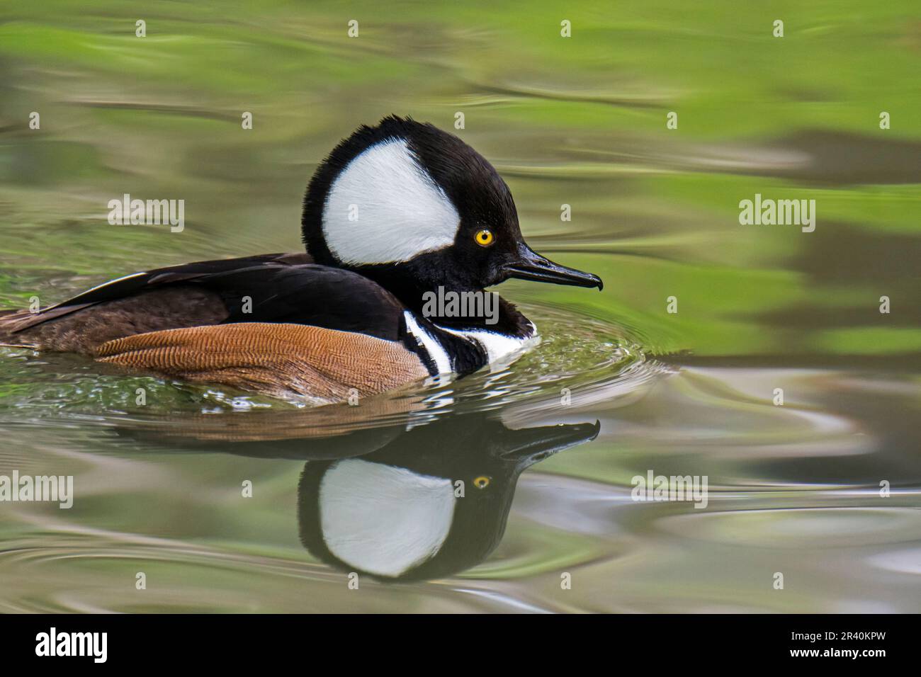 Hooded merganser (Lophodytes cucullatus) adult male in breeding plumage swimming in lake in spring, native to the United States and Southern Canada Stock Photo