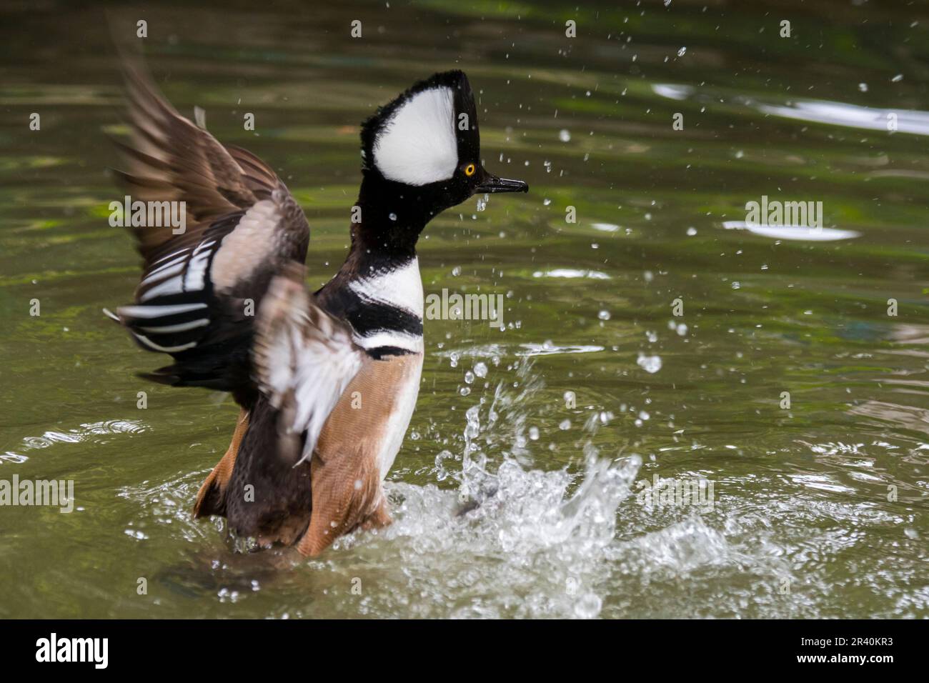 Hooded merganser (Lophodytes cucullatus) adult male in breeding plumage flapping wings in lake, native to the United States and Southern Canada Stock Photo