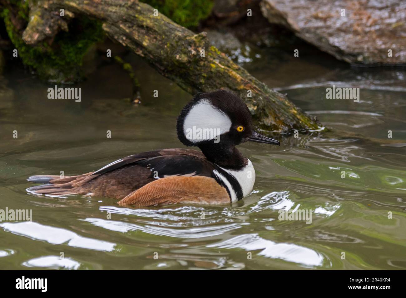 Hooded merganser (Lophodytes cucullatus) adult male in breeding plumage swimming in lake in spring, native to the United States and Southern Canada Stock Photo
