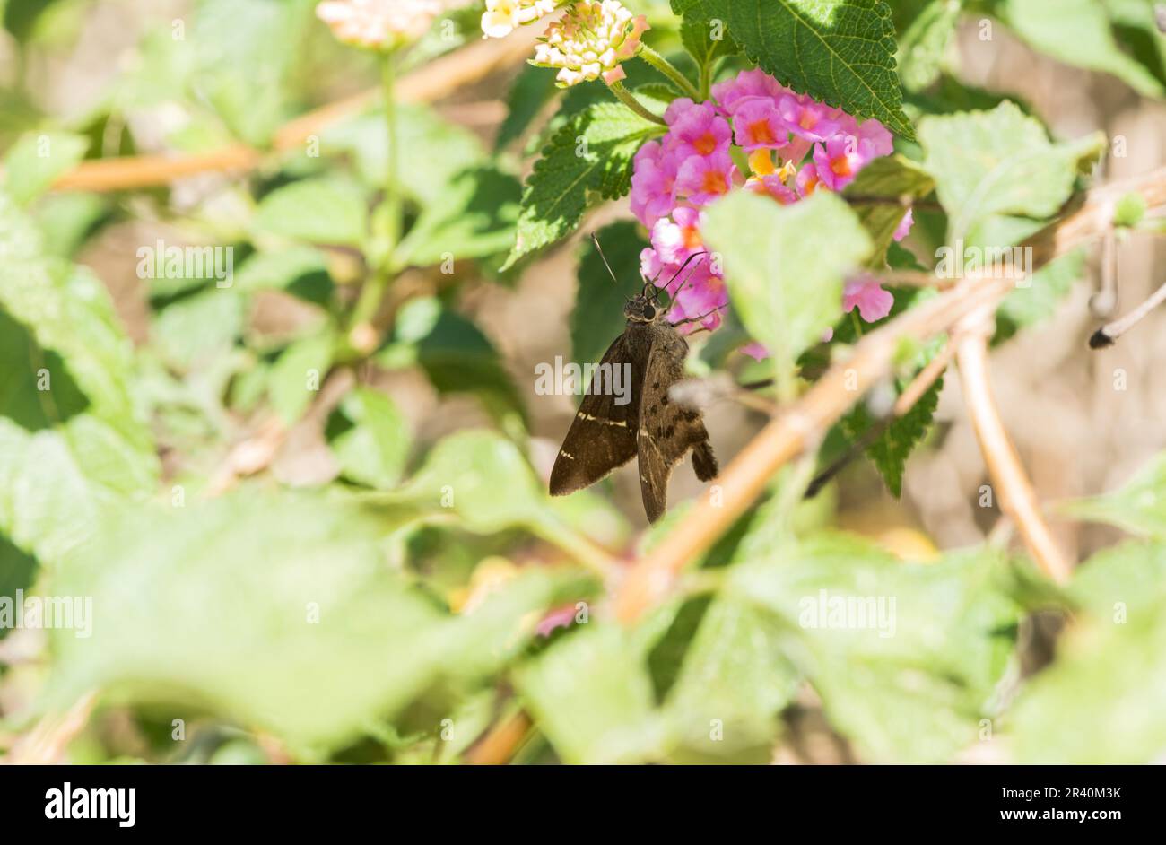 Brown Longtail (Urbanus procne), a skipper, on a Lantana flower in Summit, Panama Stock Photo