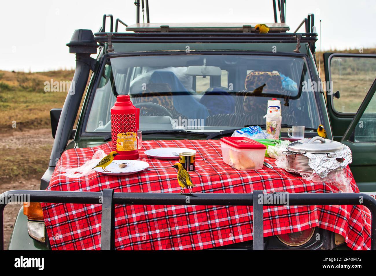 Weaver Birds Enjoying picnic on a car inside Ngorongoro crater, Tanzania Stock Photo