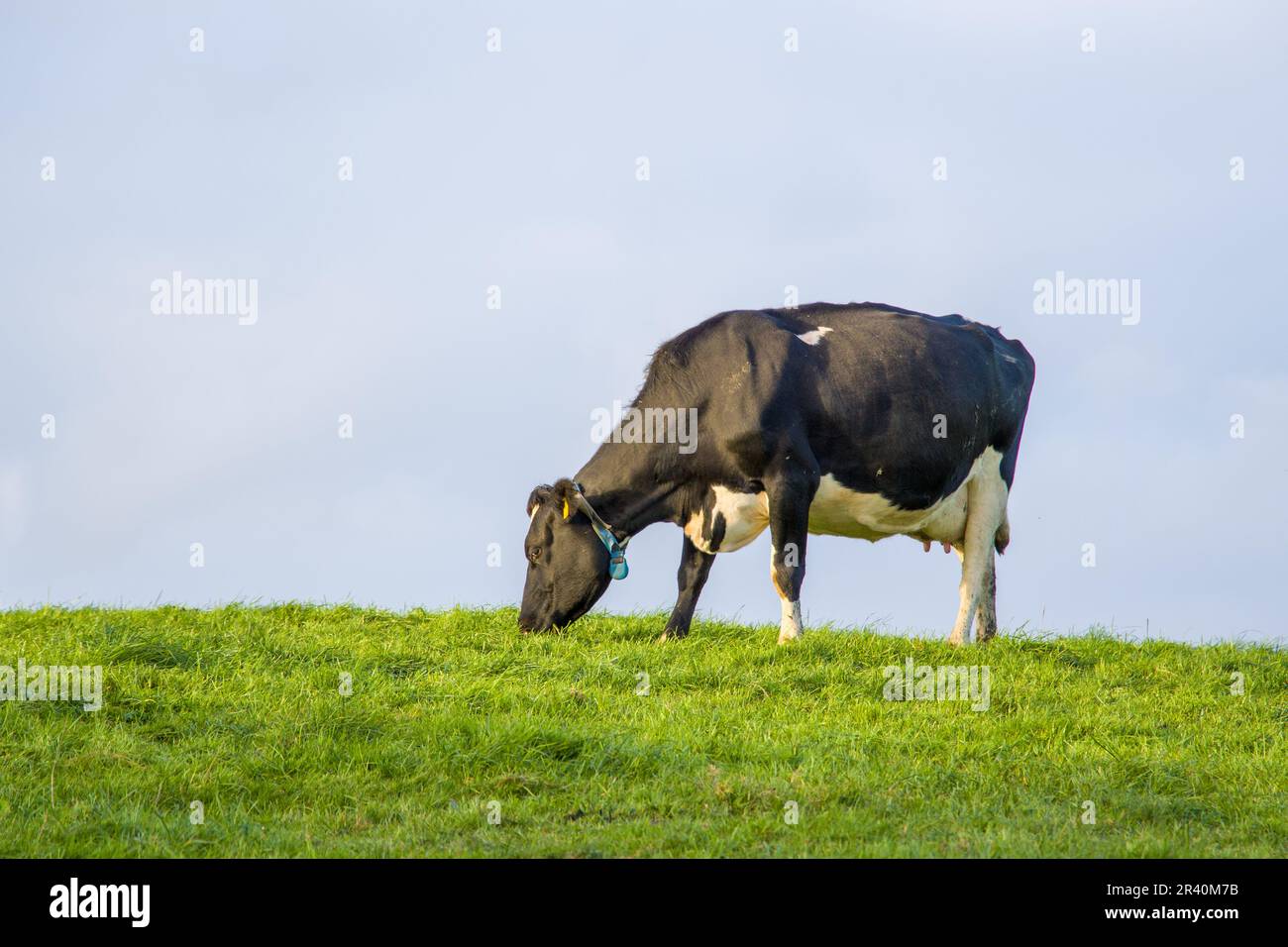 Cow grazes on green pasture hi-res stock photography and images - Alamy