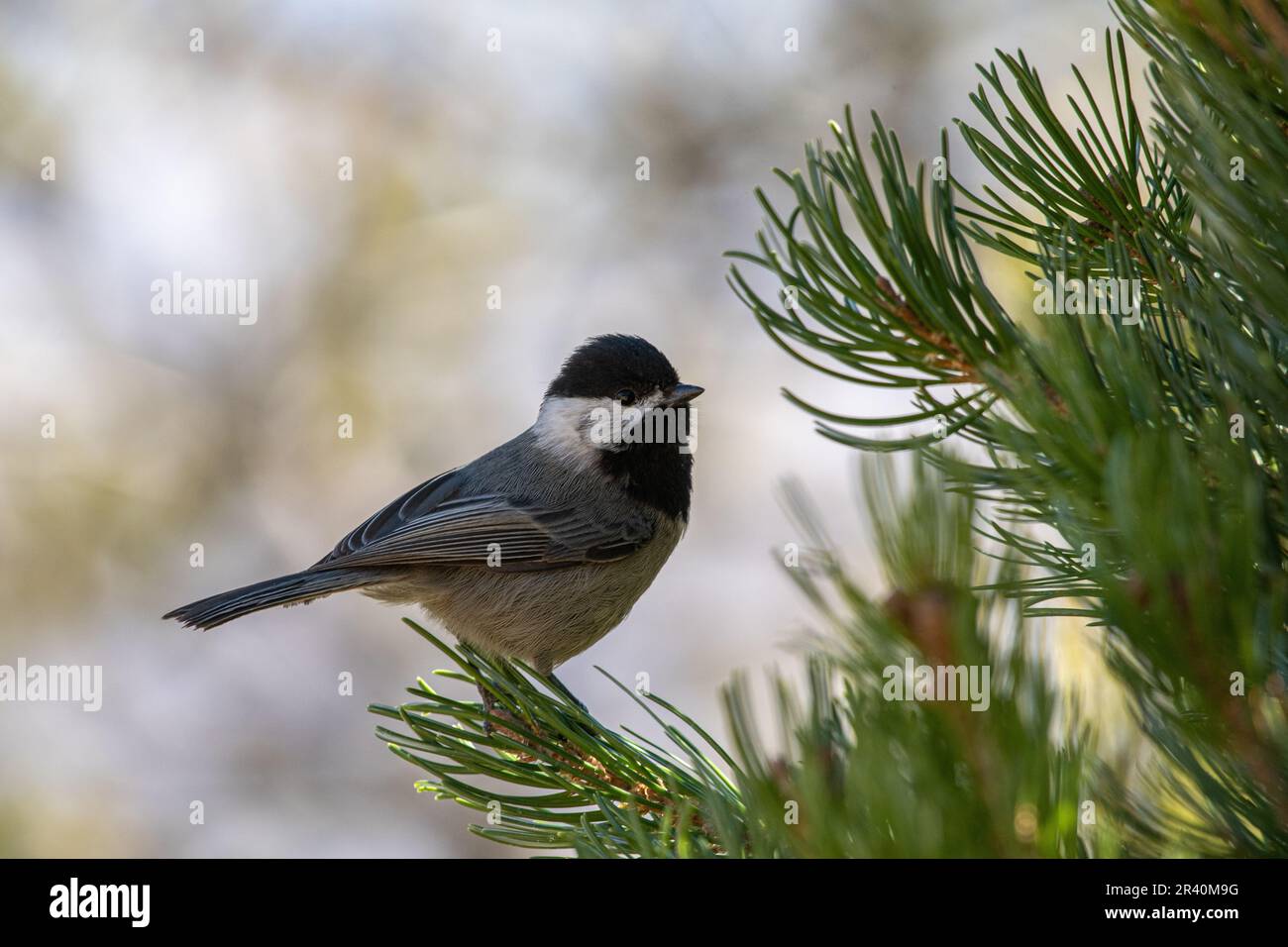 Mexican chickadee sitting on a pine tree Stock Photo
