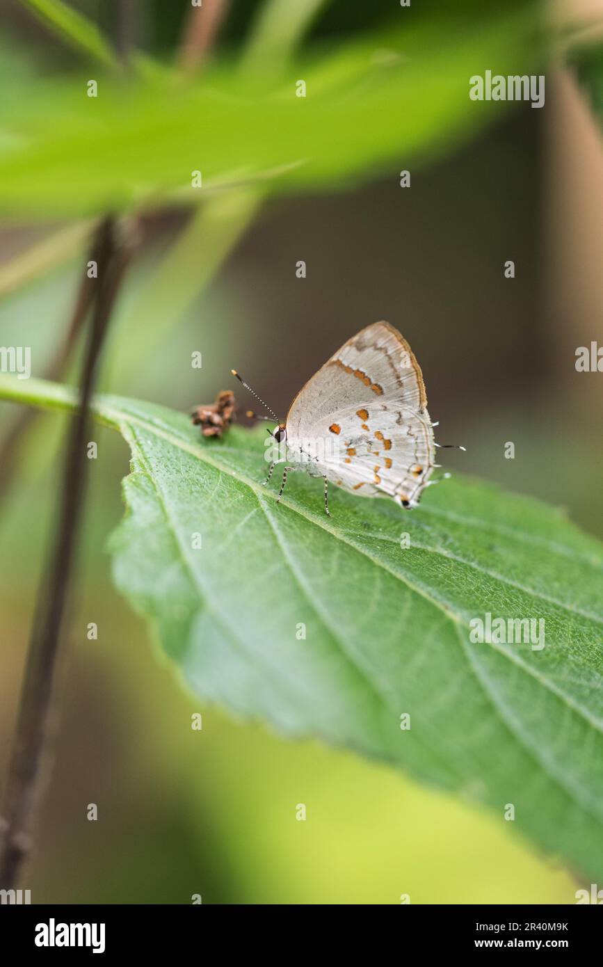Red-spotted Hairstreak (Tmolus echion) perched on a leaf in Panama Stock Photo