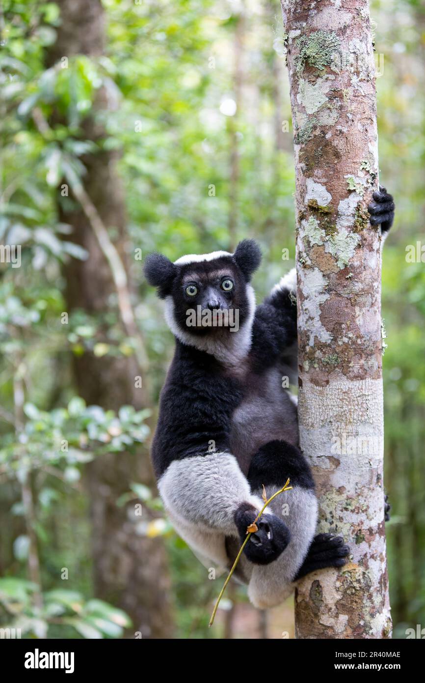 Lemur Indri, Madagascar wildlife Stock Photo - Alamy