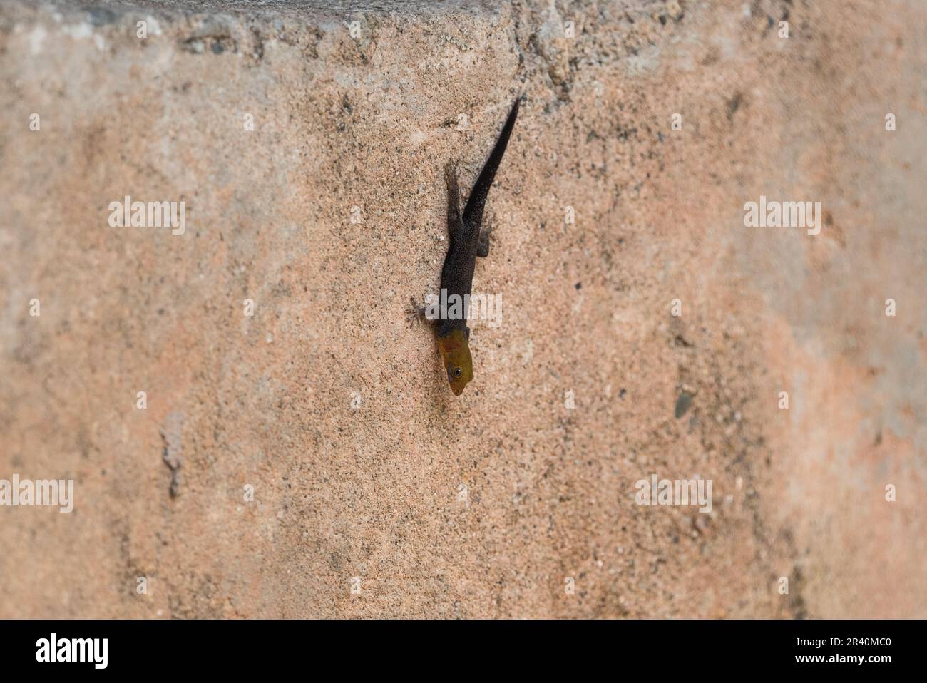 Yellow-headed Gecko (Gonatodes albogularis) on a wall in Panama Stock Photo