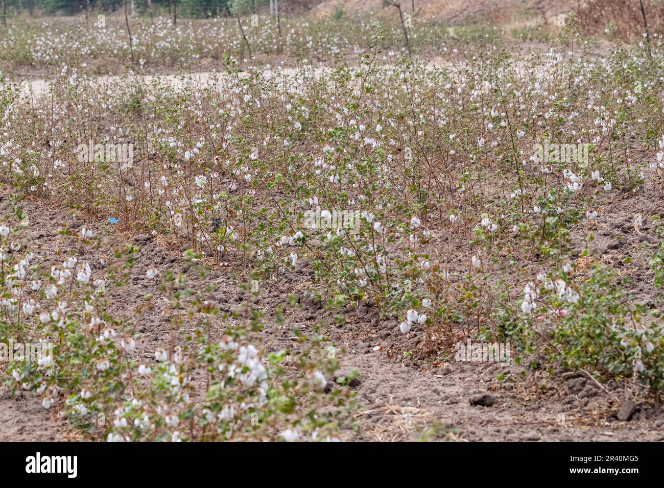 A Cotton field in Gujarat, India Stock Photo - Alamy