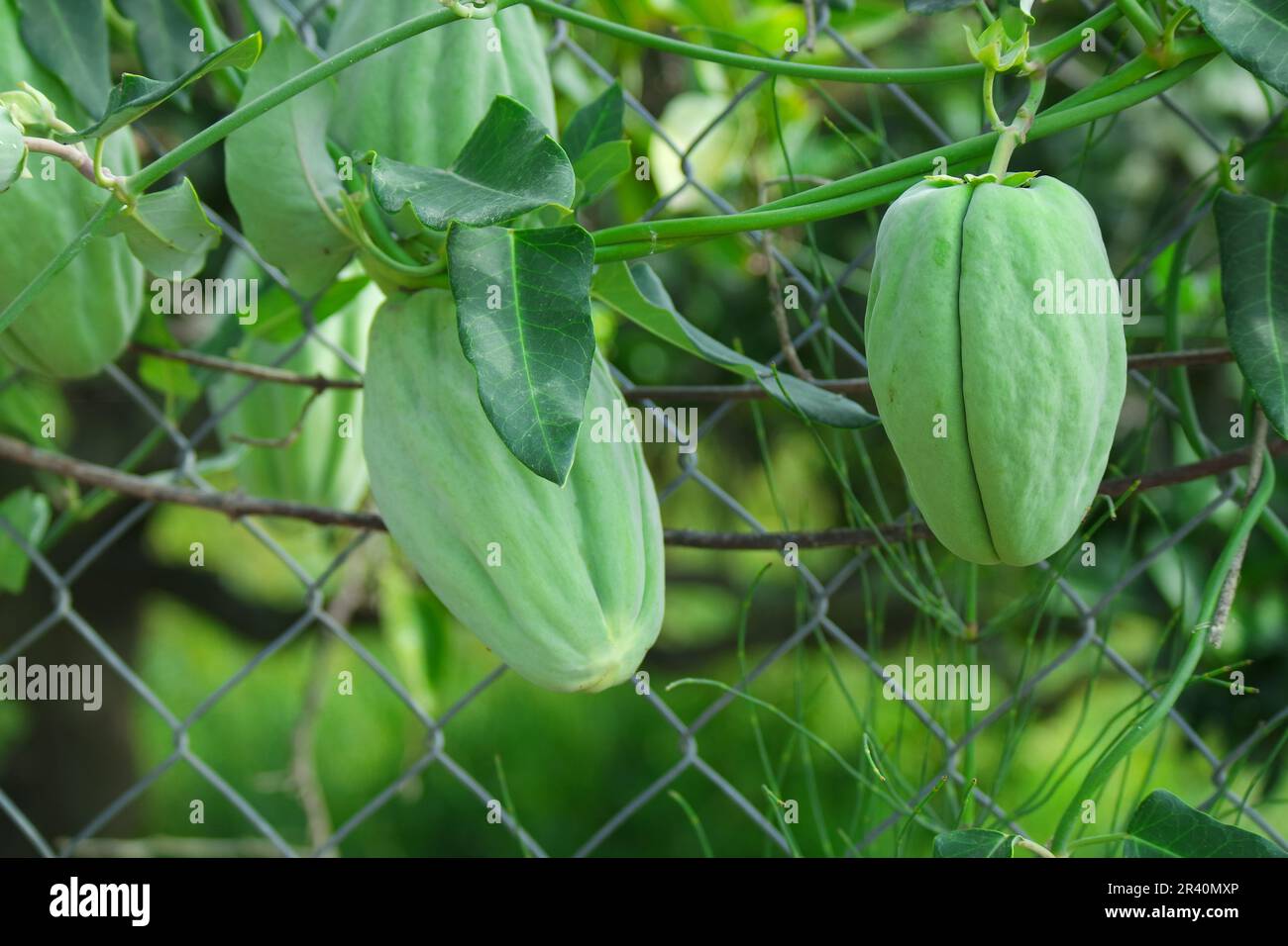 Chayote tendril with fruit Stock Photo