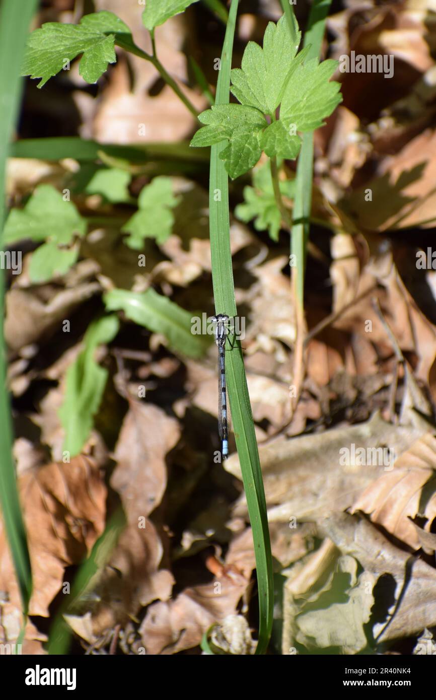 Blue Feather Damselfly Stock Photo