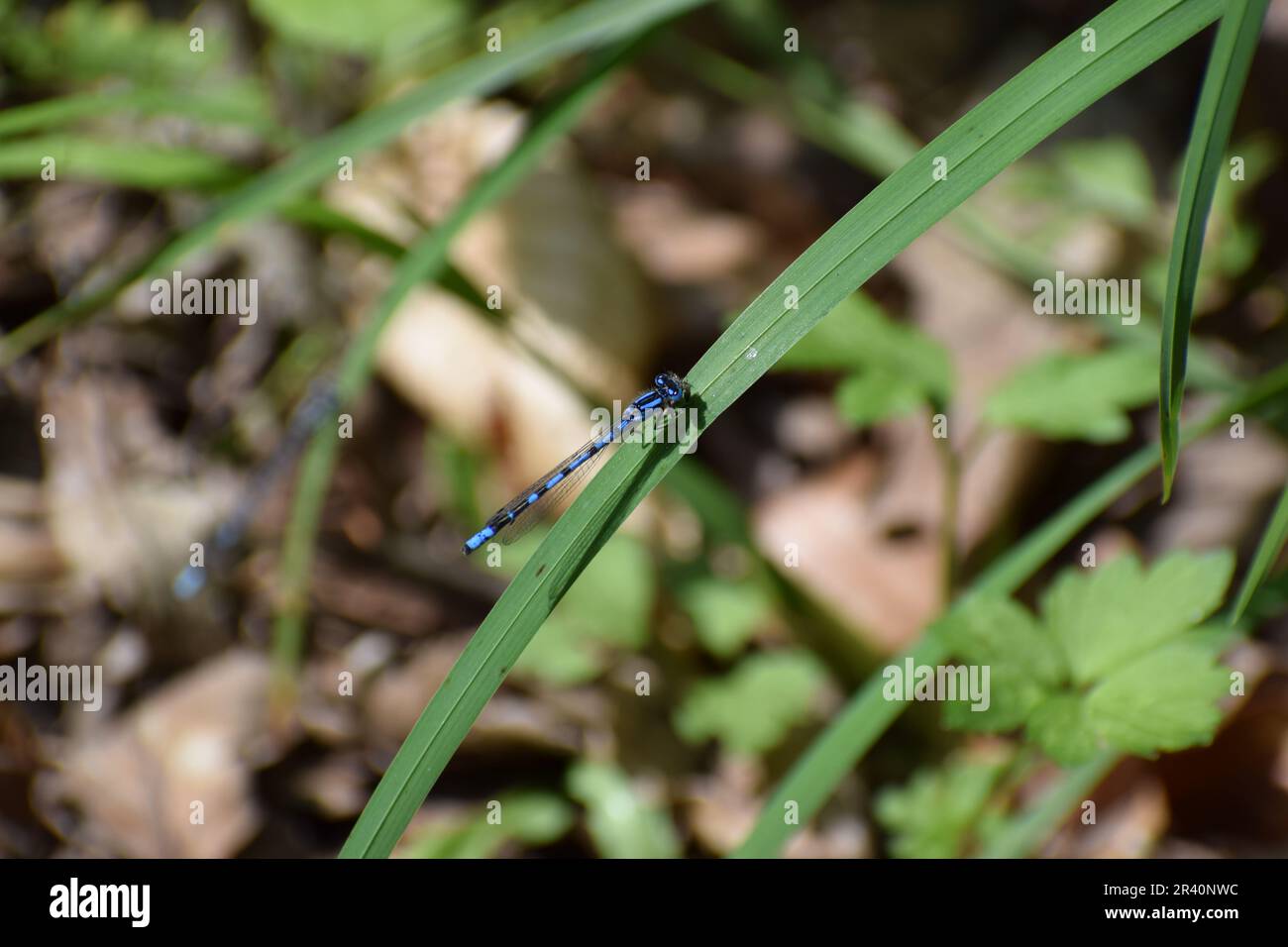 Blue Feather Damselfly Stock Photo