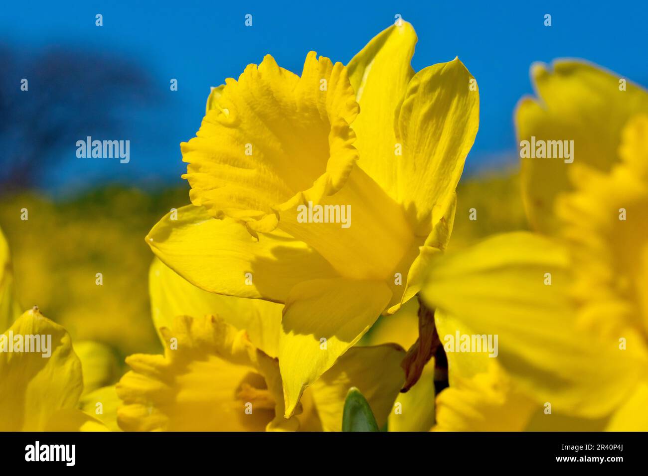 Daffodils (narcissus), close up focusing from a low viewpoint on a single bright yellow flower out of many against a clear blue spring sky. Stock Photo