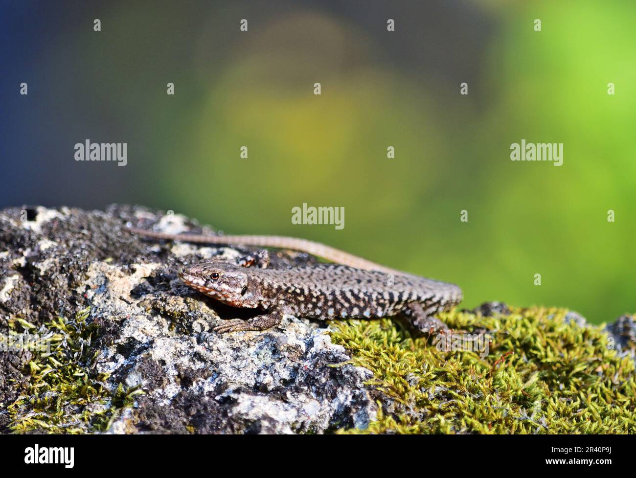 Podarcis muralis (common wall lizard) in Zemplen mountains, Hungary Stock Photo