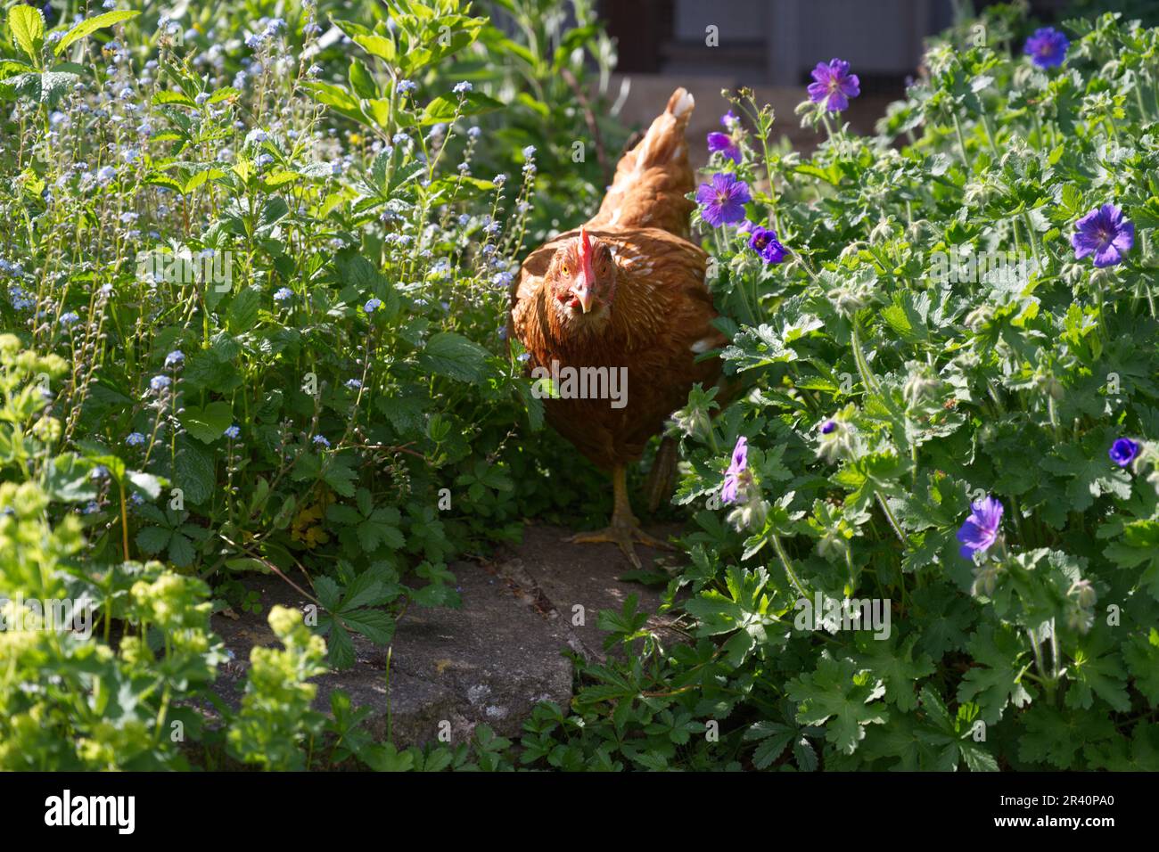 Pet chicken walking through plants in a garden Stock Photo