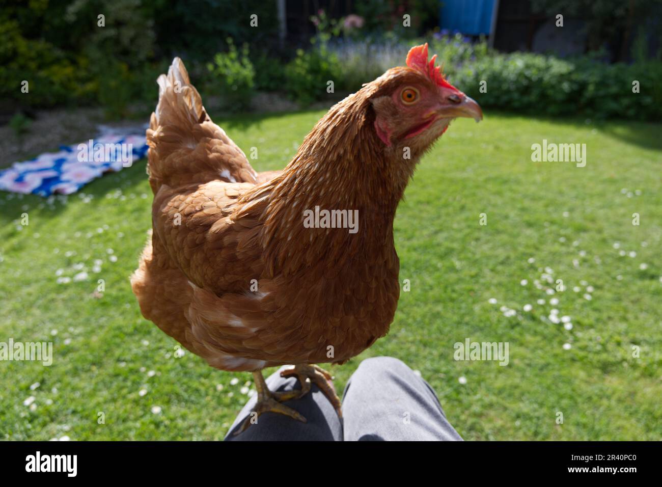Pet chicken perched on the knee of a person Stock Photo