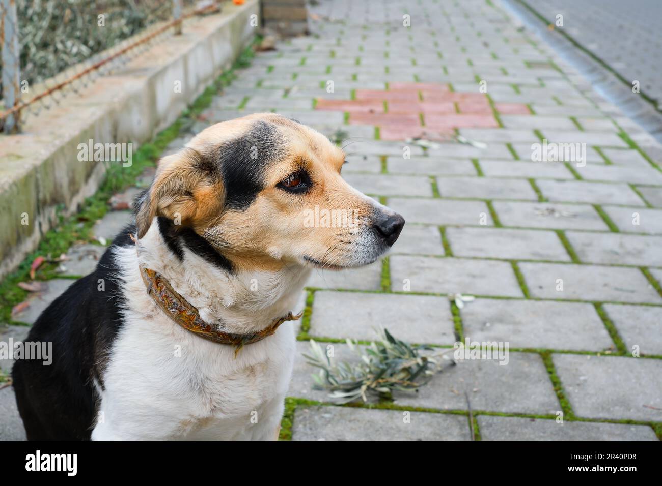 Local cute street dog sits on the sidewalk, look is directed to the side, space for text, street and pet care Stock Photo