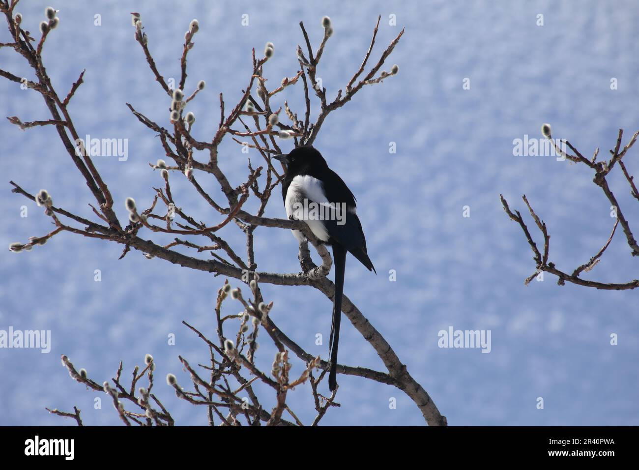 Magpie bird of the Corvidae family Stock Photo