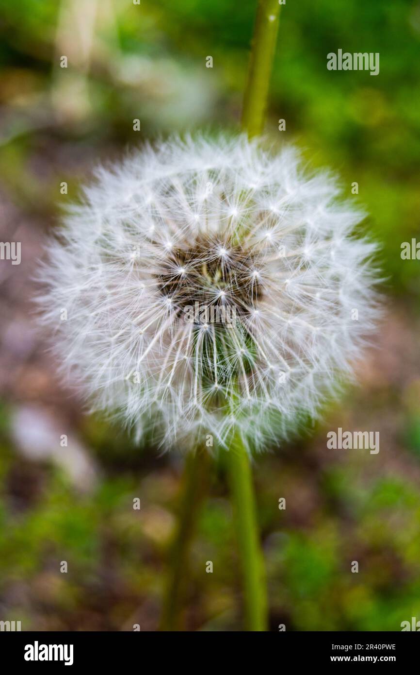 Close up of a dandelion Stock Photo