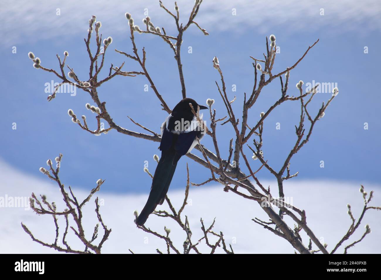 Magpie bird of the Corvidae family Stock Photo