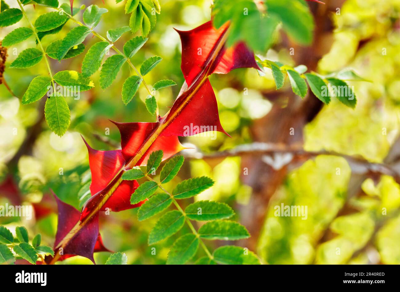 Rosa sericea pteracantha  , silky rose , with red translucent winged thorns ,native  to China , Stock Photo