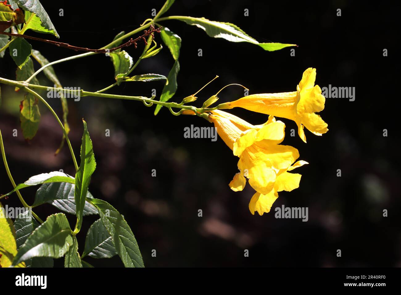 Yellow trumpet flower, yellow trumpet bush (Tecoma stans) Stock Photo