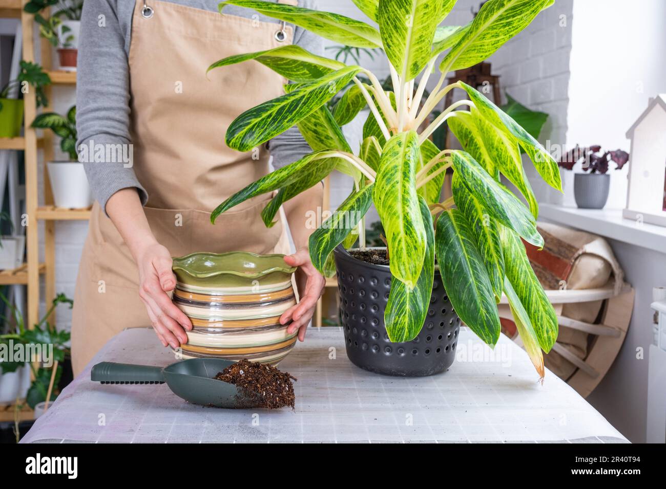 Repotting a home plant aglaonema into new pot in home interior. Woman in an apron Caring for a potted plant Stock Photo