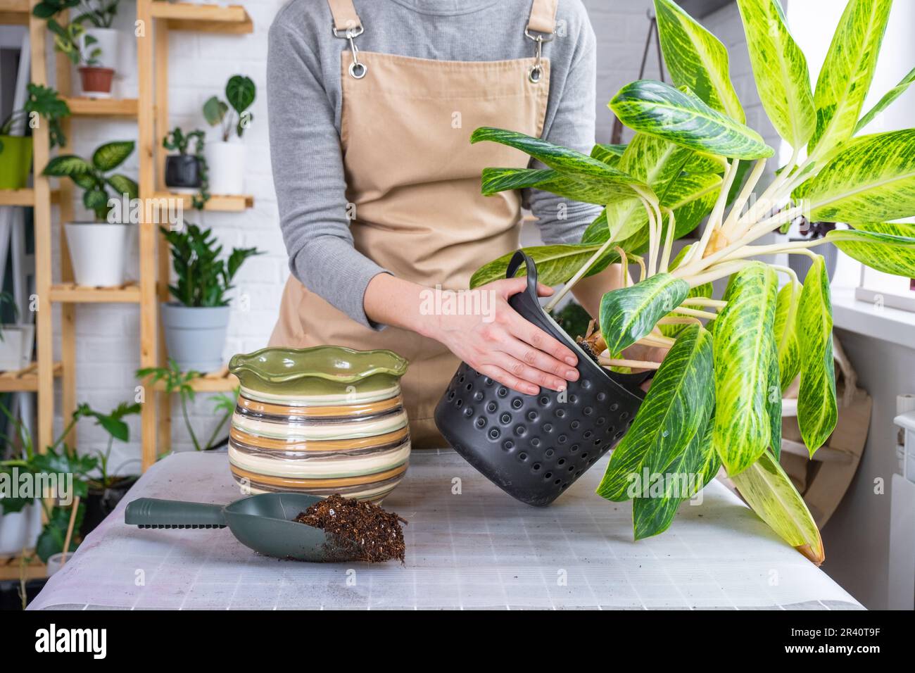 Repotting a home plant aglaonema into new pot in home interior. Woman in an apron Caring for a potted plant Stock Photo