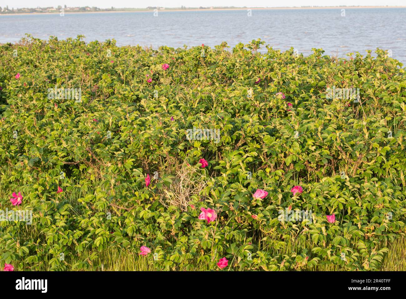 Rosa rugosa, wild invasive seaside rose Stock Photo - Alamy