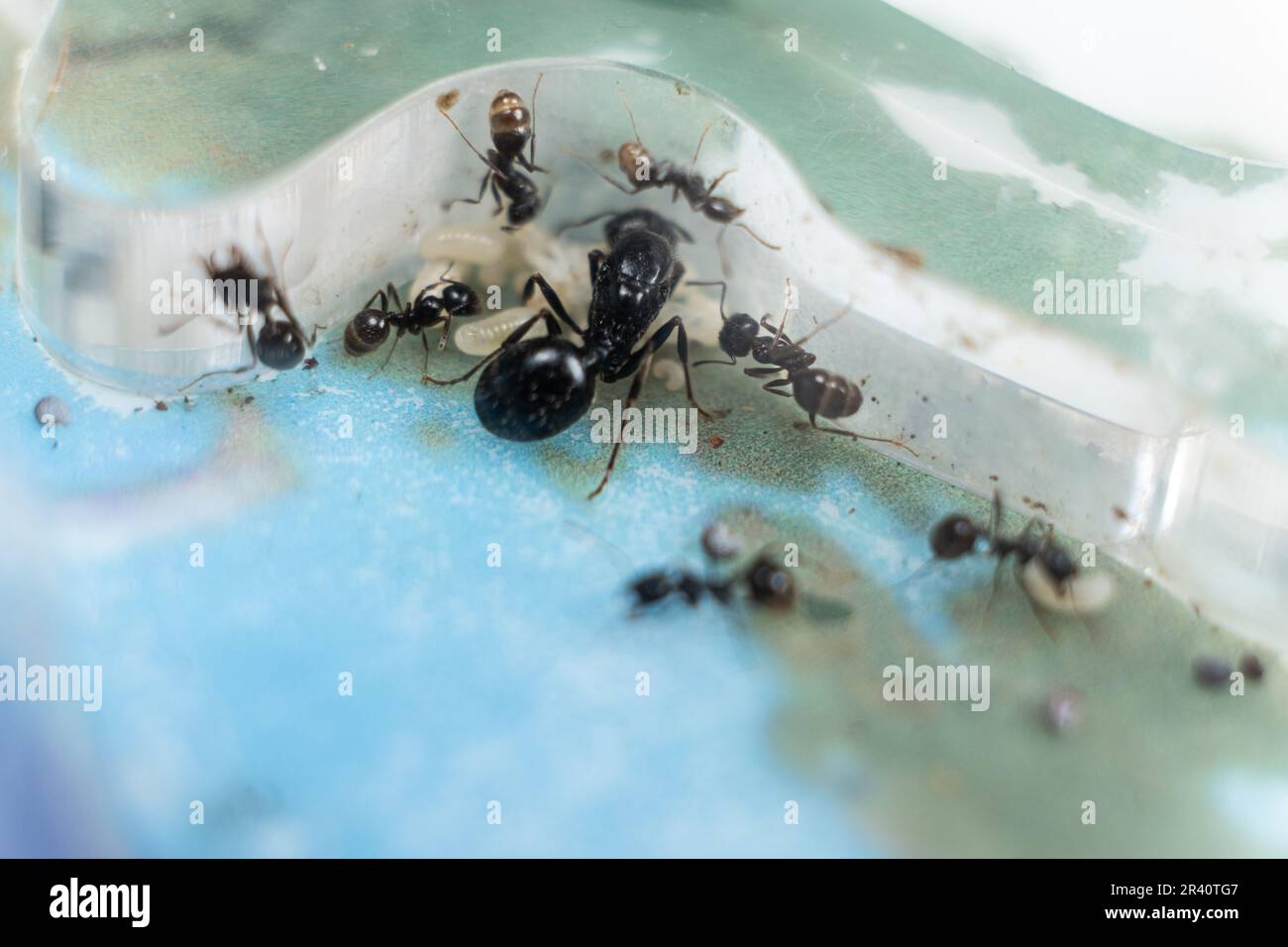 Ant queen and worker ants reaper, ant eggs in an acrylic ant farm Stock