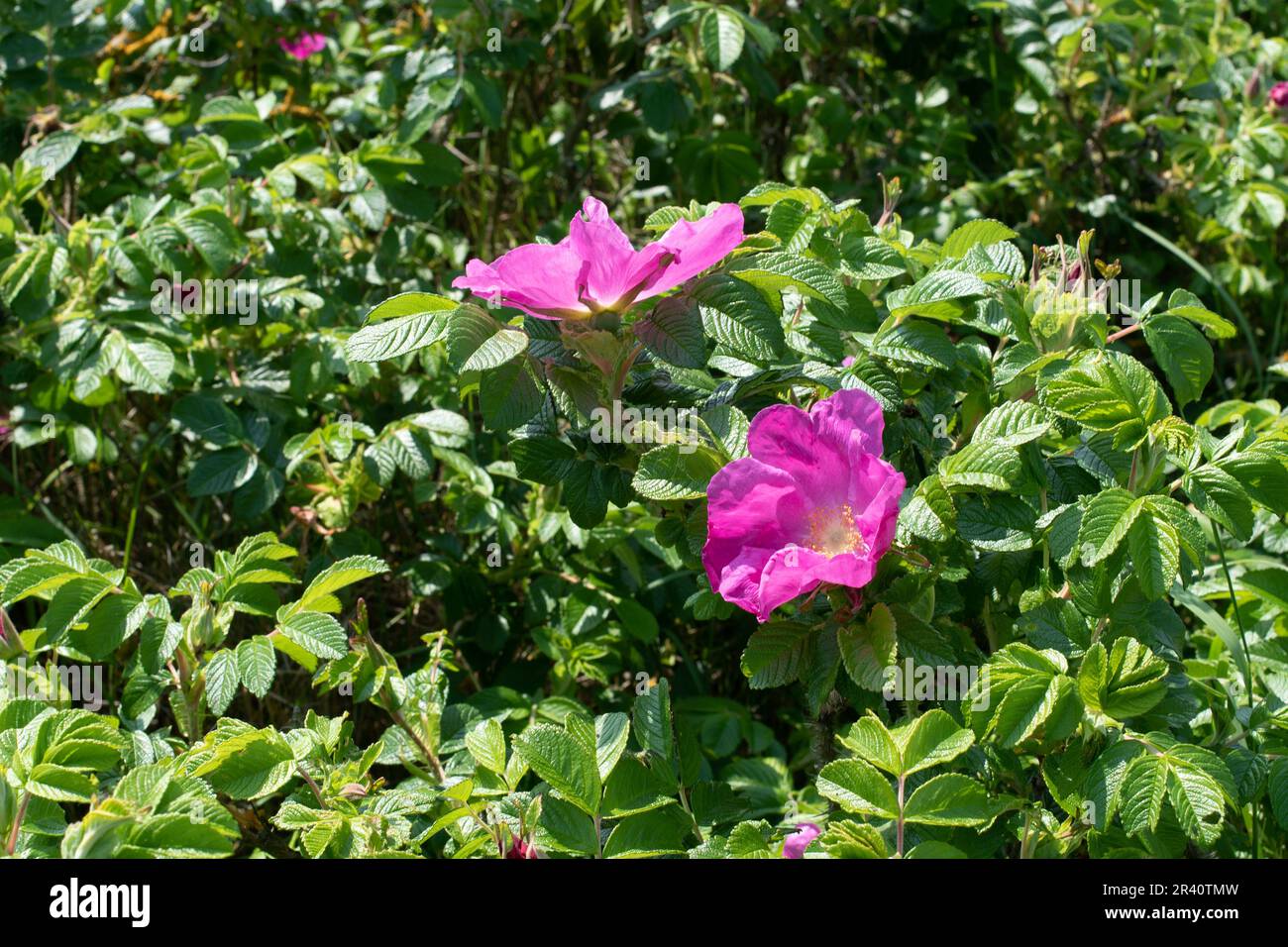Rosa rugosa, wild invasive seaside rose Stock Photo Alamy