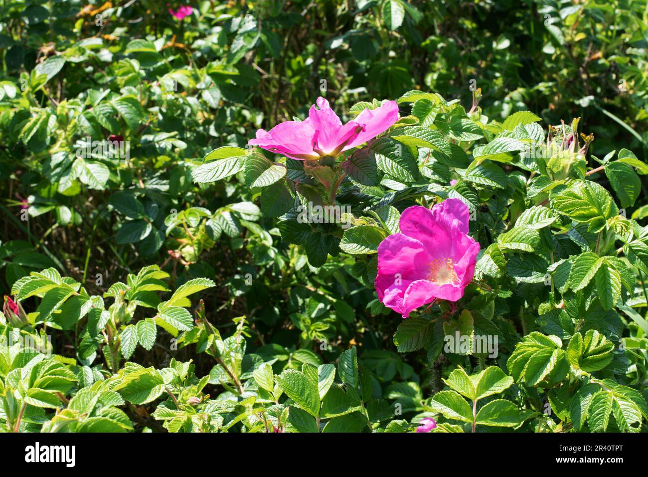Rosa rugosa, wild invasive seaside rose. Stock Photo
