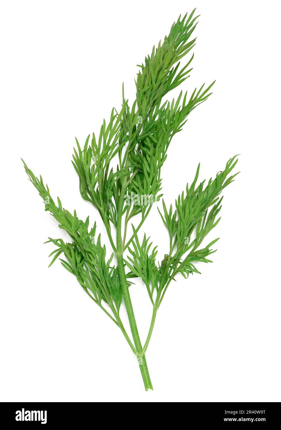 Green branch of dill on a white isolated background, fresh herbs Stock